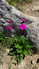 Primula parryi