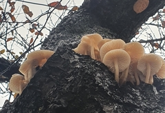 Agaricales