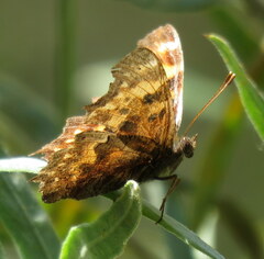 Polygonia oreas