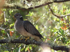 Patagioenas fasciata vioscae