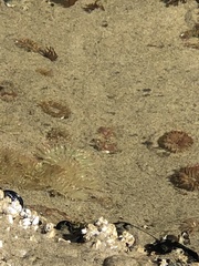 Anthopleura artemisia