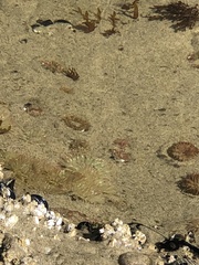 Anthopleura artemisia