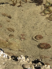 Anthopleura artemisia