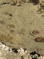 Anthopleura artemisia