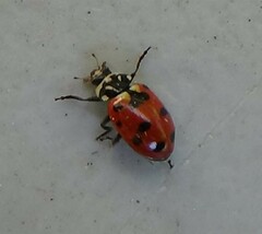 Hippodamia caseyi