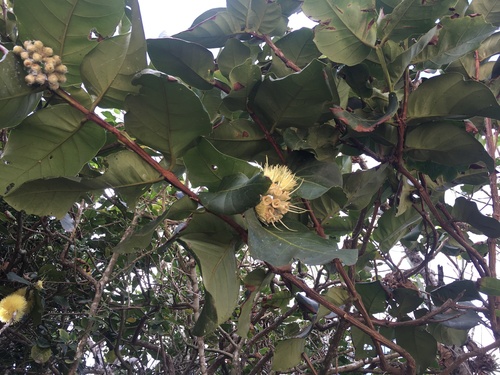 Syzygium richii observed 2022-07-16