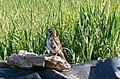 Chondestes grammacus