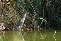 Nycticorax nycticorax