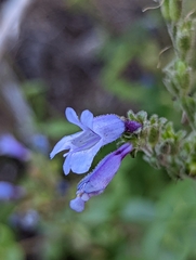 Penstemon anguineus