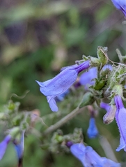 Penstemon anguineus