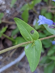 Penstemon anguineus