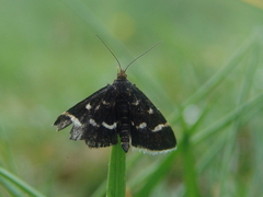 Pyrausta nigrata