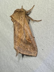 Bellura densa