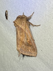 Bellura densa