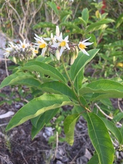 Solanum donianum