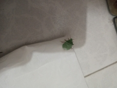 Chlorocoris distinctus