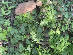 Clematis brevicaudata