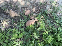 Clematis brevicaudata