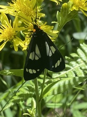 Gnophaela discreta
