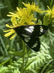 Gnophaela discreta