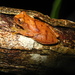 Taylor's Yellow Tree Frog - Photo (c) Jorge Armín Escalante-Pasos, some rights reserved (CC BY), uploaded by Jorge Armín Escalante-Pasos