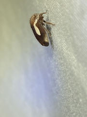 Ophiderma flavicephala