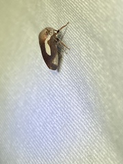 Ophiderma flavicephala