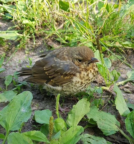 Zorzal común (Turdus philomelos)