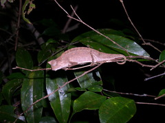 Brookesia superciliaris