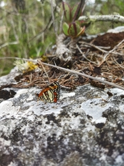 Chlosyne endeis pardelina