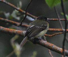 Leptopogon rufipectus