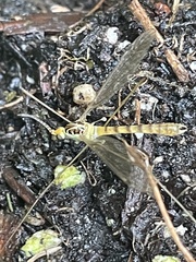 Nephrotoma virescens