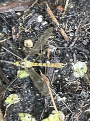 Nephrotoma virescens