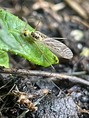 Nephrotoma virescens