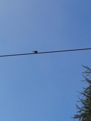 Phoenicurus phoenicurus