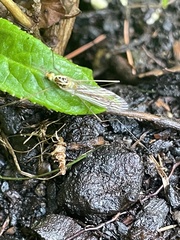 Nephrotoma virescens