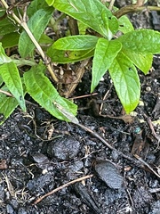 Nephrotoma virescens