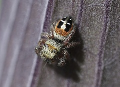 Phidippus californicus