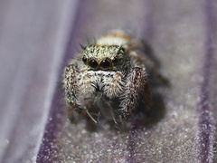 Phidippus californicus