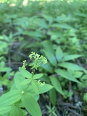 Galium oreganum