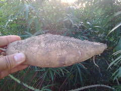 Manihot esculenta