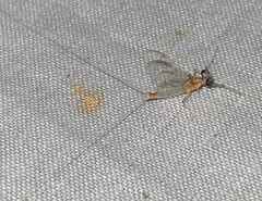 Maccaffertium modestum