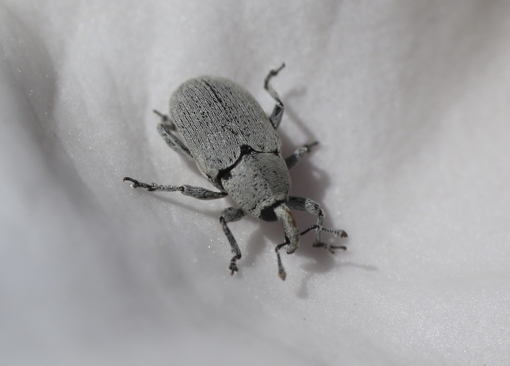 Datura Weevil