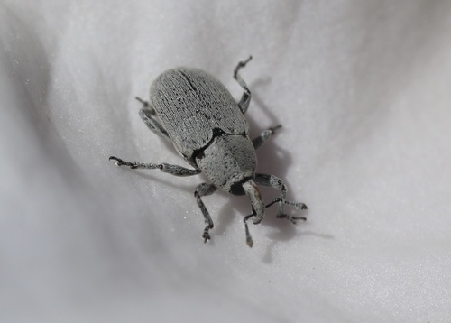 Datura Weevil