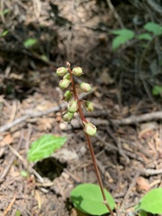 Pyrola crypta