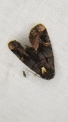 Homophoberia apicosa