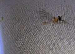 Maccaffertium modestum