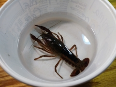 Procambarus acutus