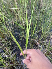 Panicum hemitomon