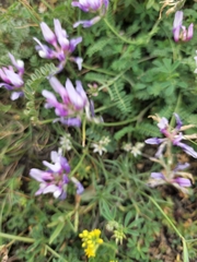 Astragalus captiosus